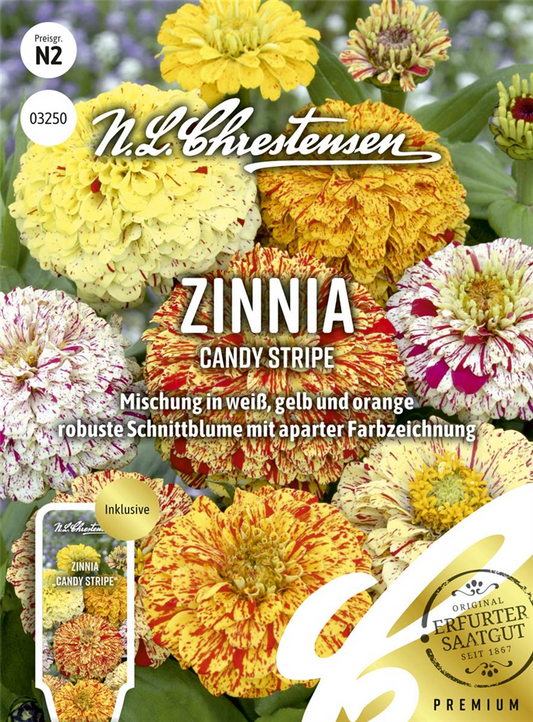 Zinniensamen 'Candy Stripe'