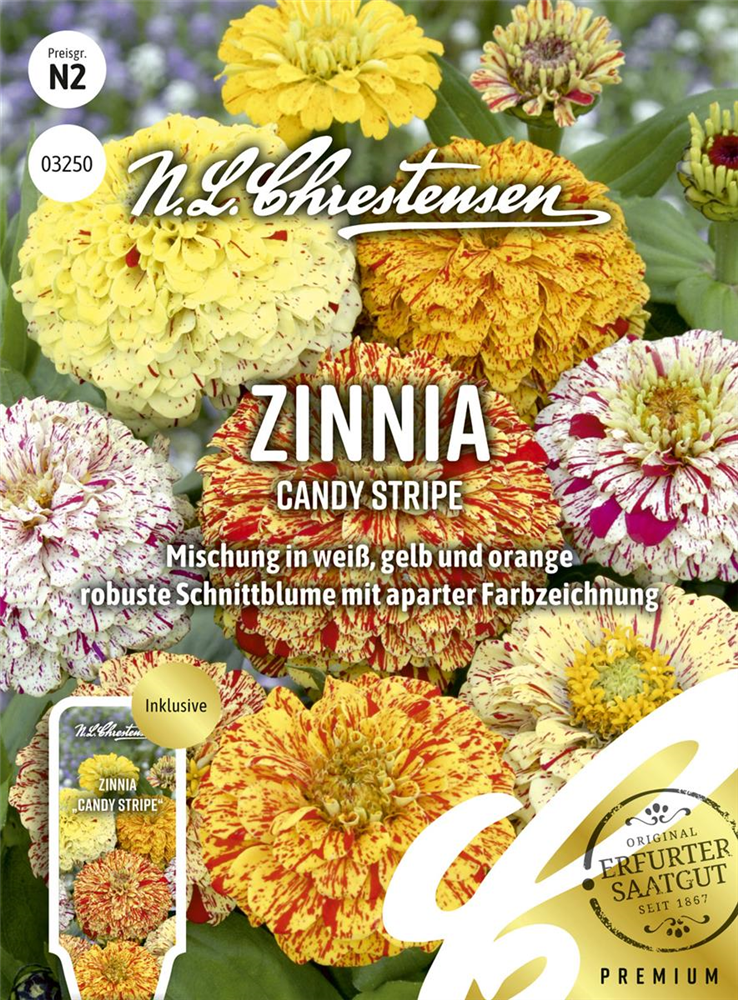 Zinniensamen 'Candy Stripe'