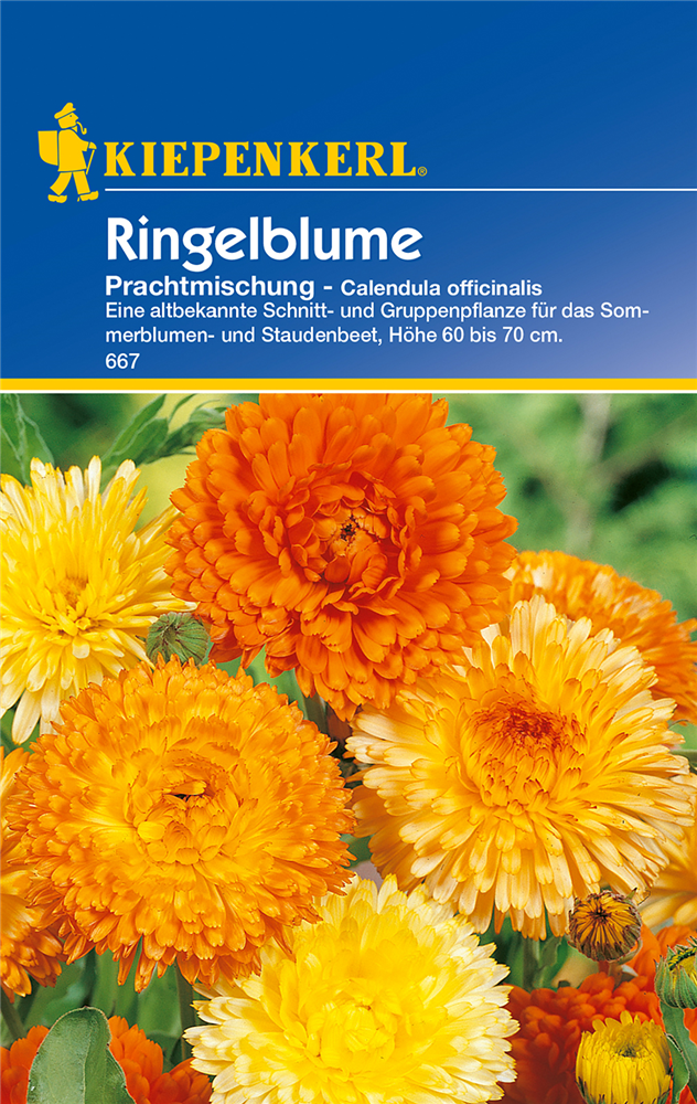 Ringelblume 'Prachtmischung'