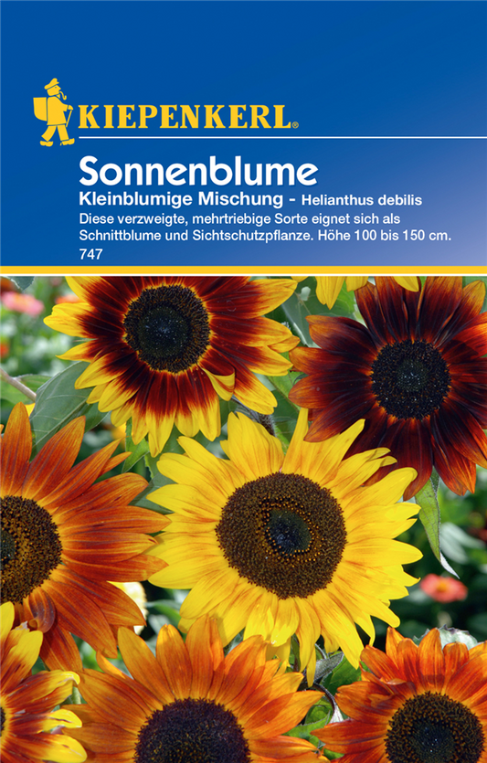 Sonnenblume 'Kleinblumige Mischung'