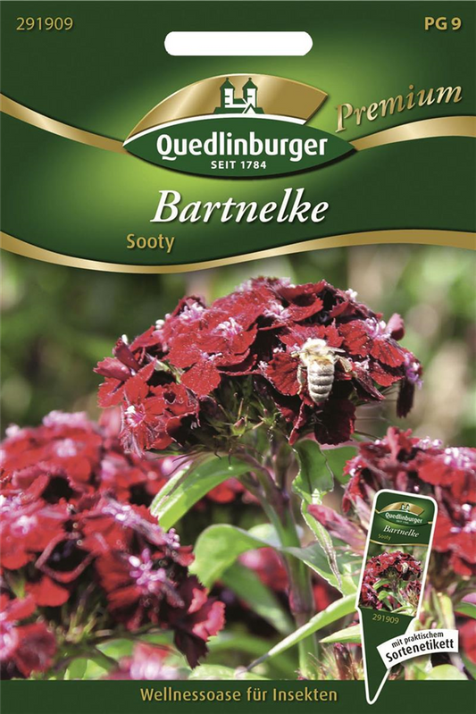 Bartnelkensamen 'Sooty'