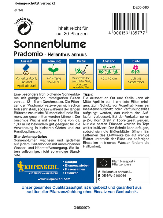 Sonnenblume 'Pradomio'