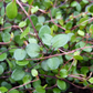 Mühlenbeckia axillaris, 12er Set