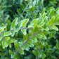 Lonicera nitida, 12er Set