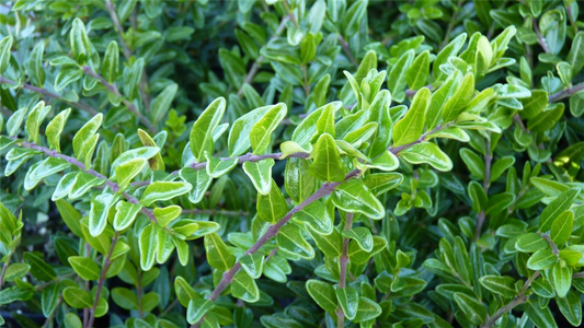 Lonicera nitida, 12er Set