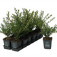 Lonicera nitida, 12er Set