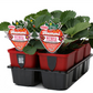 Hummi ® Merosa, 6er Set
