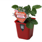Hummi ® Merosa, 6er Set