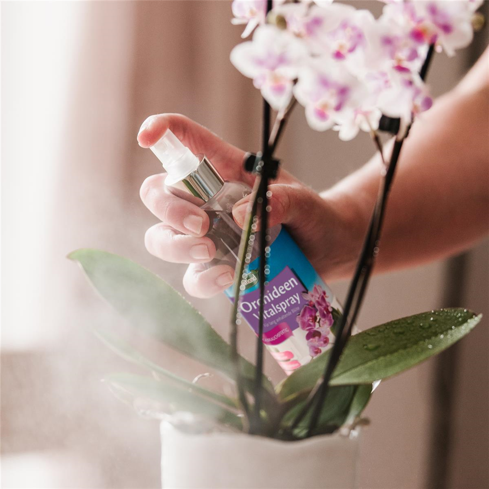 Westland Orchideen Vitalspray 250 ml