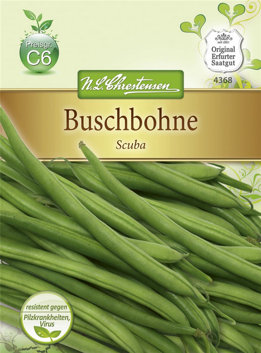 Buschbohnensamen 'Scuba'