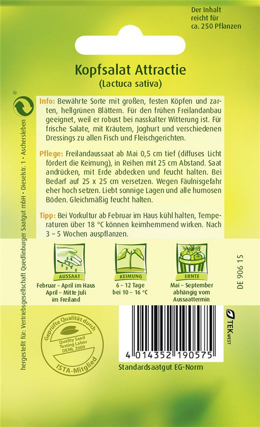Kopfsalatsamen 'Attraktion'