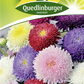 Gartenastersamen 'Prinzess'
