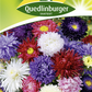 Sommerastersamen 'Hohe Sorten'