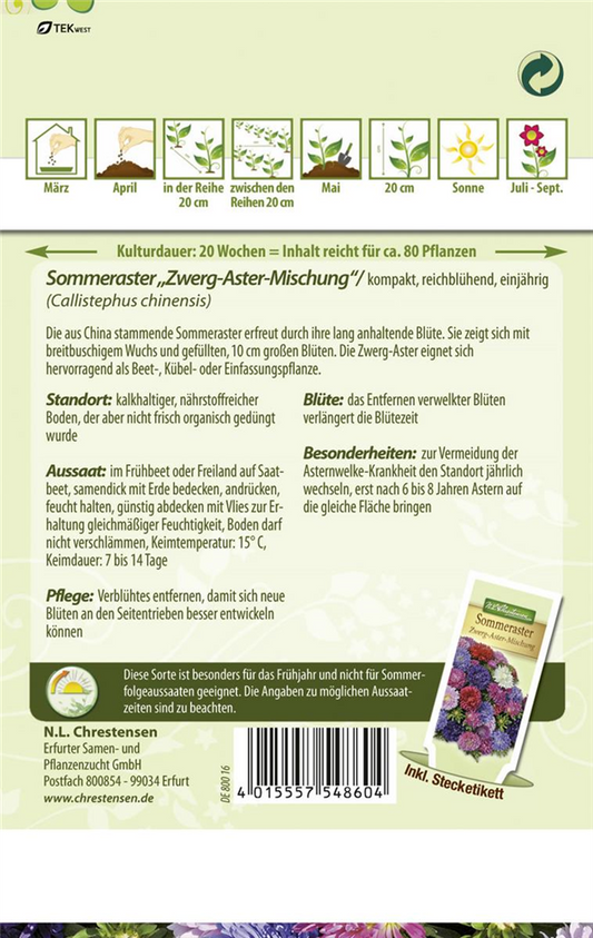 Sommer-Zwergaster-Samen