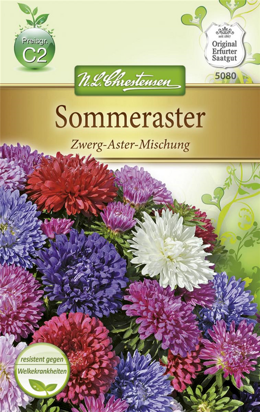 Sommer-Zwergaster-Samen