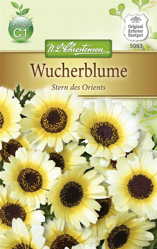 Wucherblumensamen 'Stern des Orients'
