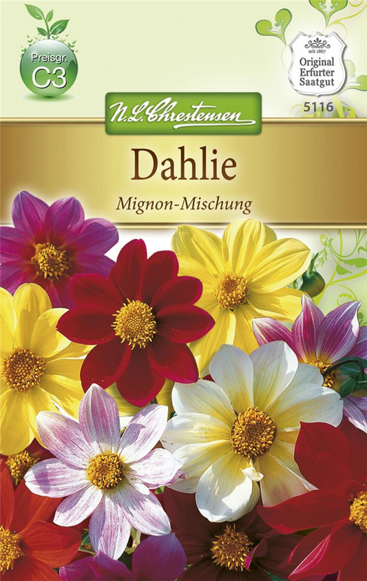 Dahliensamen 'Mignon'