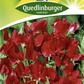 Gartenwickensamen 'Kenneth'