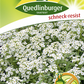 Duftsteinrichsamen 'Schneedecke'