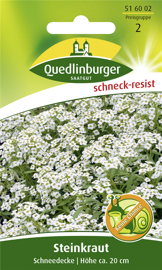 Duftsteinrichsamen 'Schneedecke'