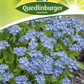 Wald-Vergissmeinnicht-Samen 'Blauer Korb'