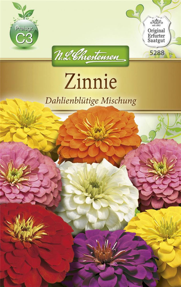 Dahlienblütige Zinnie-Samen