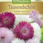 Gefülltes Gänseblümchen-Samen