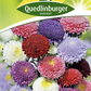 Gartenastersamen 'Pompon'