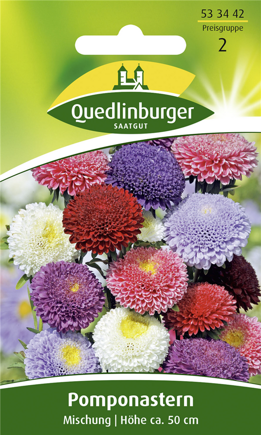 Gartenastersamen 'Pompon'