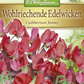 Duftwickensamen 'Cuthbertson Jimmy'