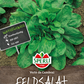 Feldsalat 'Verte de Cambrai'