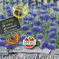 Kornblume