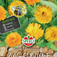 Ringelblume 'Wilde Schönheit'