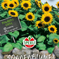 Sonnenblume 'Gigant'
