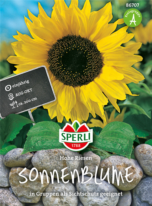 Sonnenblume 'Hohe Riesen'