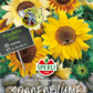Sonnenblume 'Pocolino'