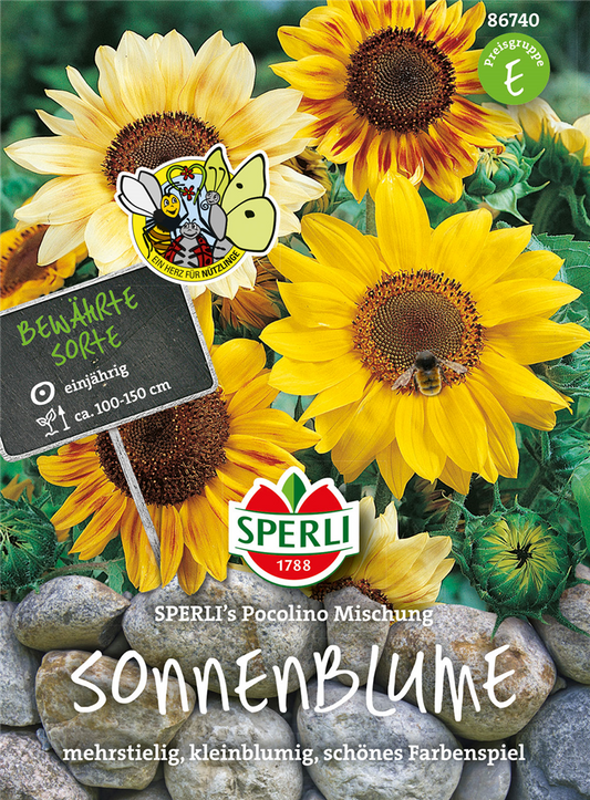 Sonnenblume 'Pocolino'