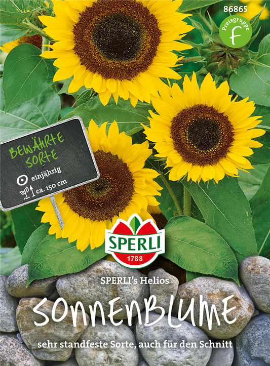 Sonnenblume 'Helios'