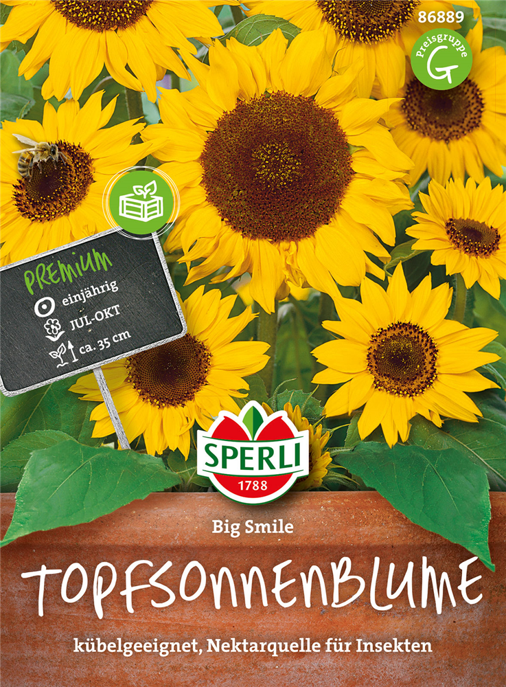 Sonnenblume 'Big Smile'