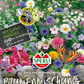 Blumenmischung 'Feld- und Wiesencharme'