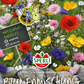 Blumenmischung 'Schnelle Blütenpracht'