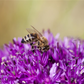 Bienenweide