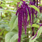 Garten-Fuchsschwanz-Samen