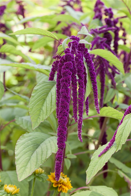 Garten-Fuchsschwanz-Samen