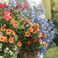 Sommerblumensamen