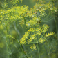 Dill