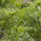 Dill