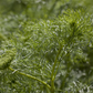 Dill