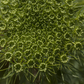 Dill