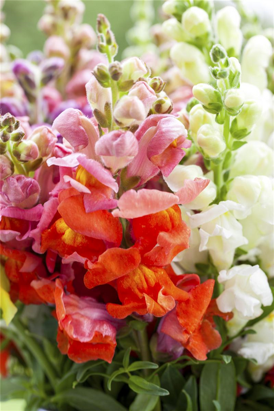 Löwenmäulchensamen 'Brazilian Carnival'